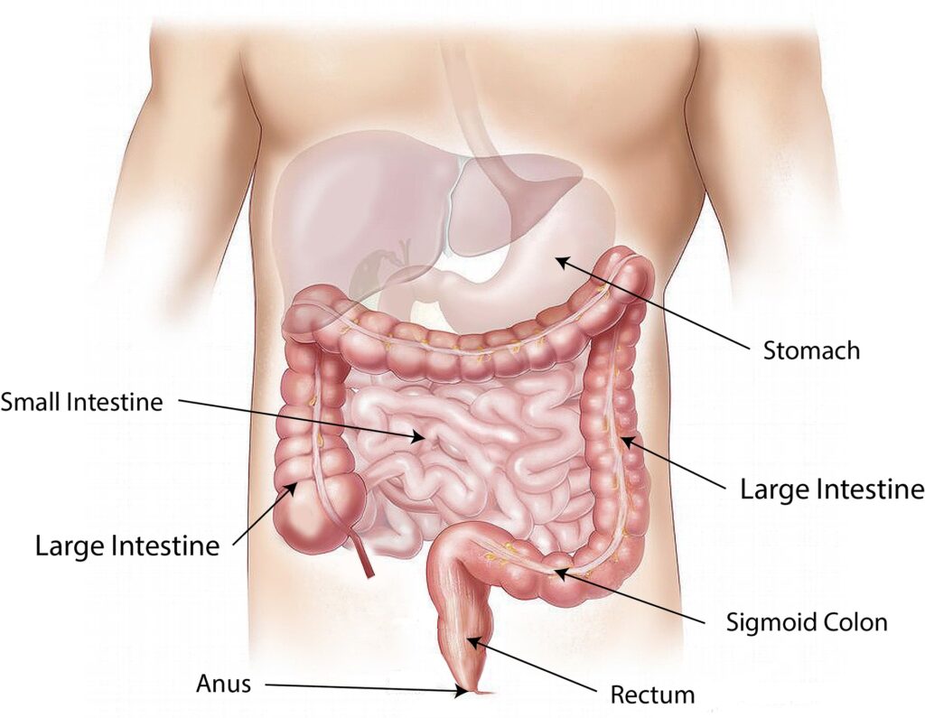 chirurgie viscérale et digestive